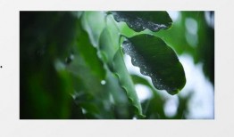 树叶最新爆料视频播放,精彩瞬间一网打尽